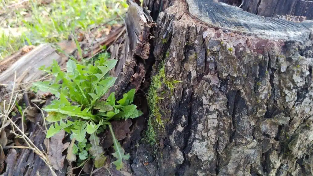 Główna matryca Obiektyw glowny